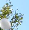 Balloons in the treetops [218K]